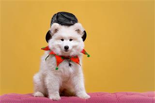 Samoyed Puppy Wearing Black Top Hat