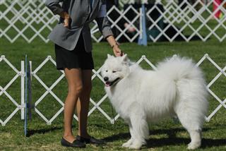Samoyed Dog Poses With Her Handler