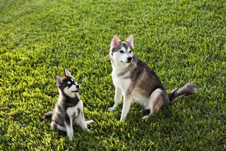 Alaskan Klee Kai Dog And Puppy