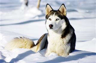 Chukchi Husky Breed Dog