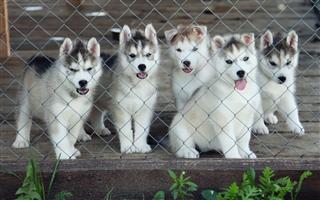 Five Husky Puppies