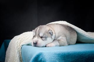 Sleeping Husky Puppy