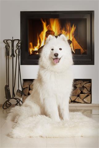 Samoyed Dog By Home Fireplace