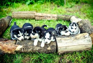 Pretty Little Husky Puppies Outdoor