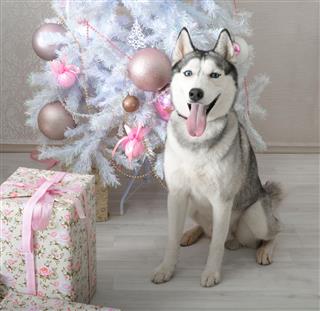 Husky Gives A Gift For Christmas
