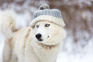 White Husky In Winter
