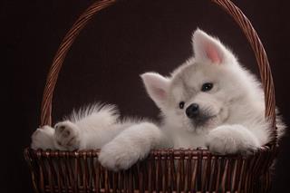 Husky Dog Puppy In A Basket