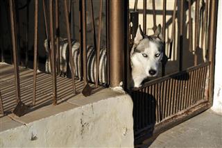 Husky Looking Out Of The Iron Fence