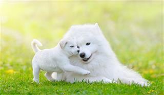 White Puppy And Samoyed Dog