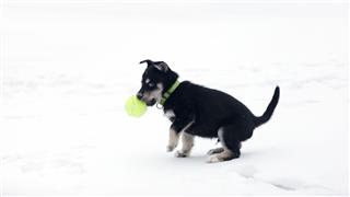 Siberian Retriever Puppy
