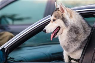 Husky Dog Looking Out Of Car
