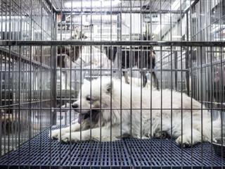 Samoyed Dog In Cage For Sale