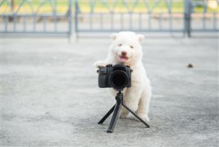 Siberian Husky Puppy Taking A Photo
