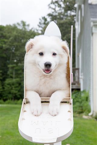 Samoyed Puppy Sitting In A Mailbox