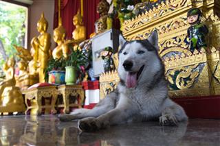 Dog In Front Of A Buddha Statue