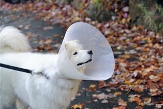 Samoyed Dog Wearing An Elizabethen Collar