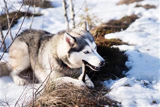 Husky Dog In Winter Snow