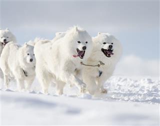 Samoyed Sled Dogs Running In Snow