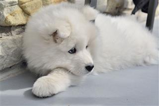 Samoyed Puppy Dog