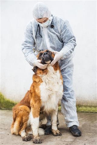 Veterinarian Inspects And Controlling A Dog