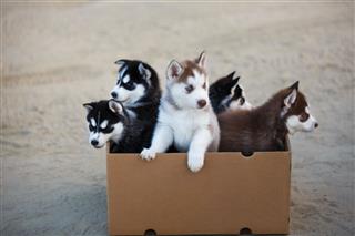 Puppies In The Box