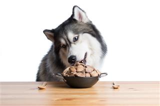 Siberian Husky Enjoy Having Pet Food