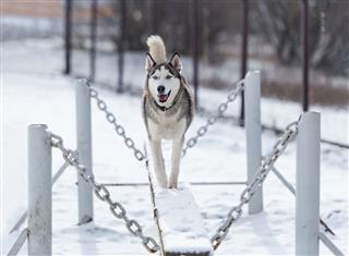 Siberian Husky And Obedience Training