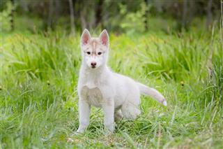 Husky Puppy Standing In The Grass