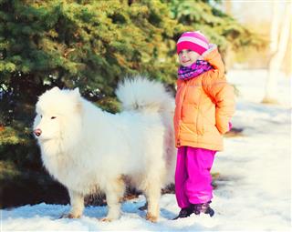 Child Walking With White Samoyed Dog