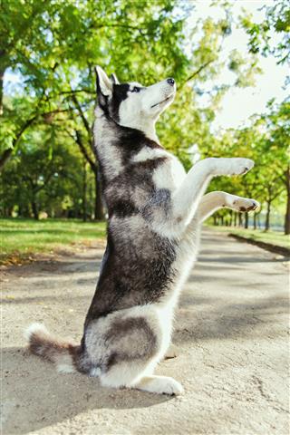 Husky Dog Standing On Two Legs