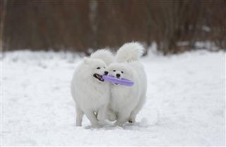 Two Samoyed Playing In The Puller