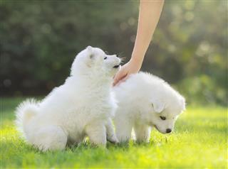 Patting White Puppy Of Samoyed Dog
