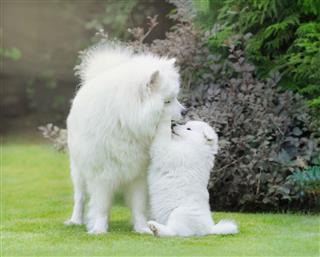 Samoyed Dog Dog Mother With Puppy