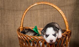 Puppies Of Siberian Husky In Basket