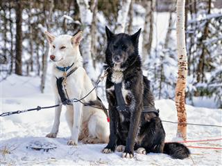 Husky Dogs In Sled In Lapland Finland