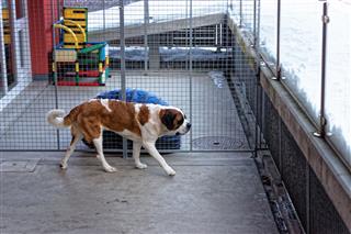 Saint Bernard Dog At Breeding Kennel