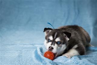 Puppy Siberian Husky Playing With Ball