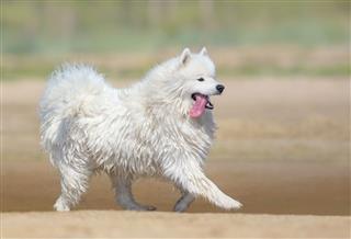 White Samoyed Dog Running On Beach