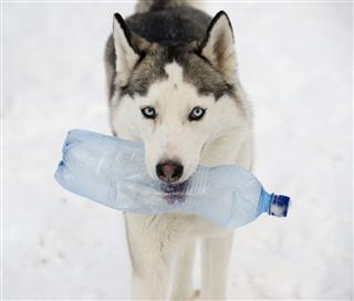 Husky With A Bottle