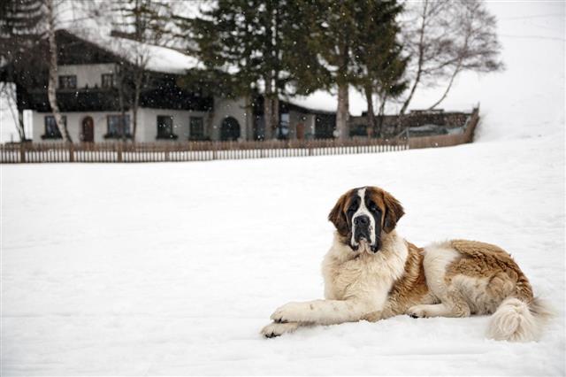 St Bernard Dog In The Snow