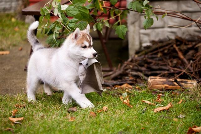 Puppy Husky Playing In The Garden