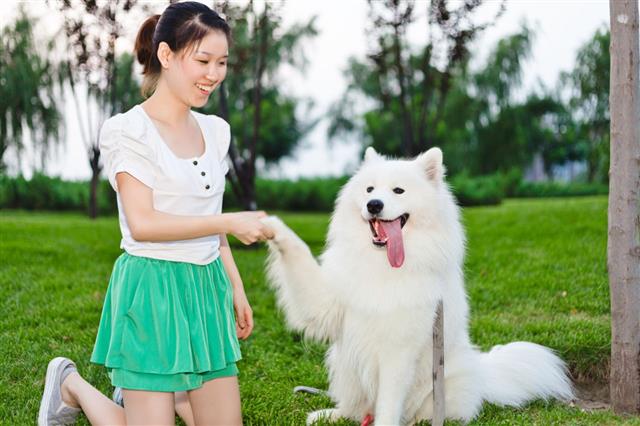 Girl Playing With Her Samoyed Dog