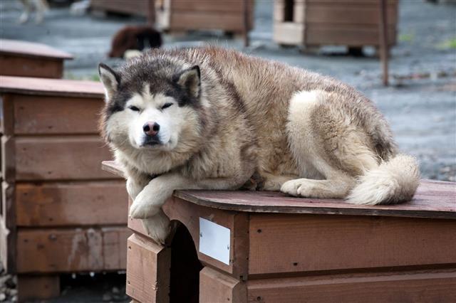 Sled Dog Laying On Its Doghouse