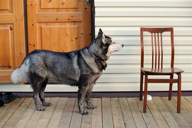 Husky Dog Standing Near Empty Chair
