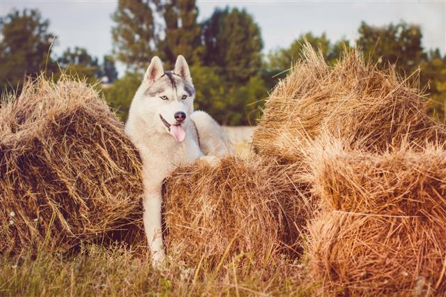 Siberian Husky Lying On Haystack
