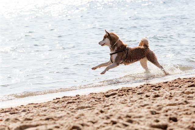 Husky Running On The Beach