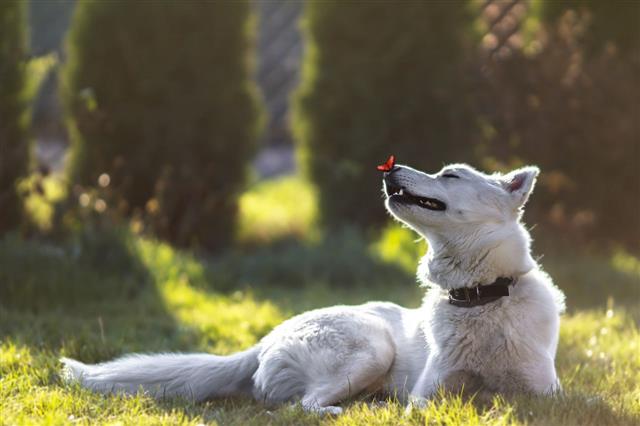 White Siberian Husky With A Butterfly