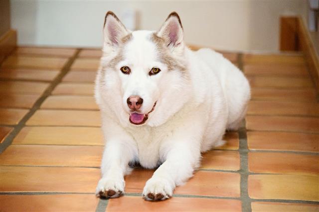 Beautiful Husky With Bright Brown Eyes