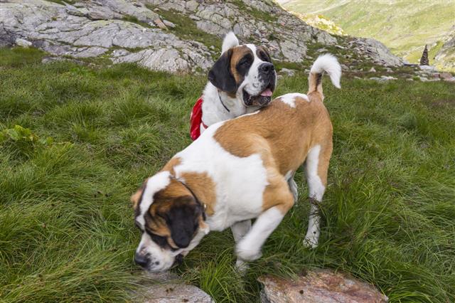 Switzerland Dogs Of The St Bernard