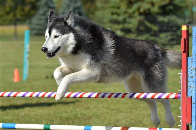 Siberian Husky At A Dog Agility Trial